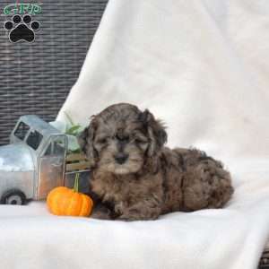 Latte, Cockapoo Puppy