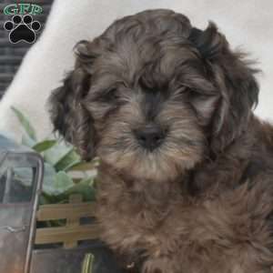 Latte, Cockapoo Puppy