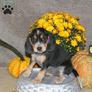 Laura, Beagle Puppy