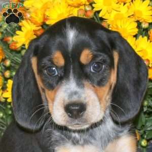 Laura, Beagle Puppy
