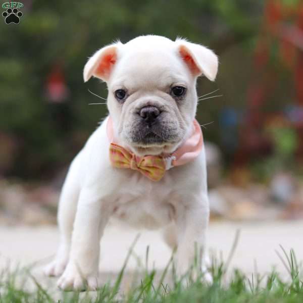 Layla, French Bulldog Puppy