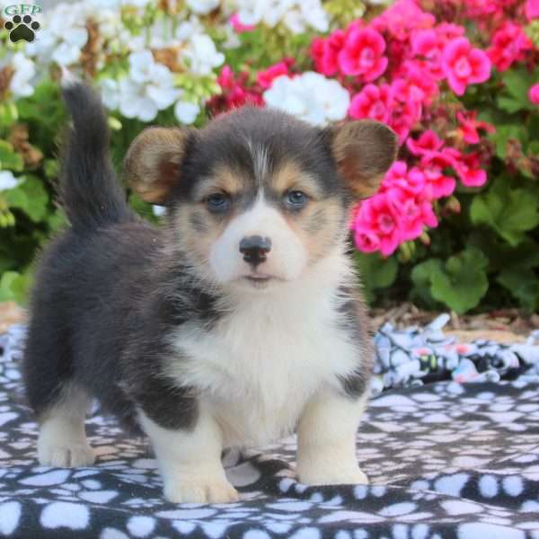 Leah, Pembroke Welsh Corgi Puppy