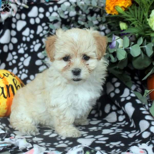Leah, Havanese Puppy