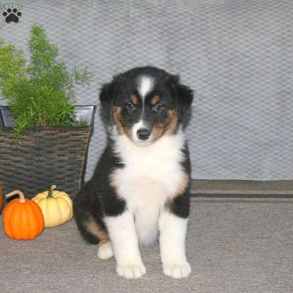 Leah, Australian Shepherd Puppy