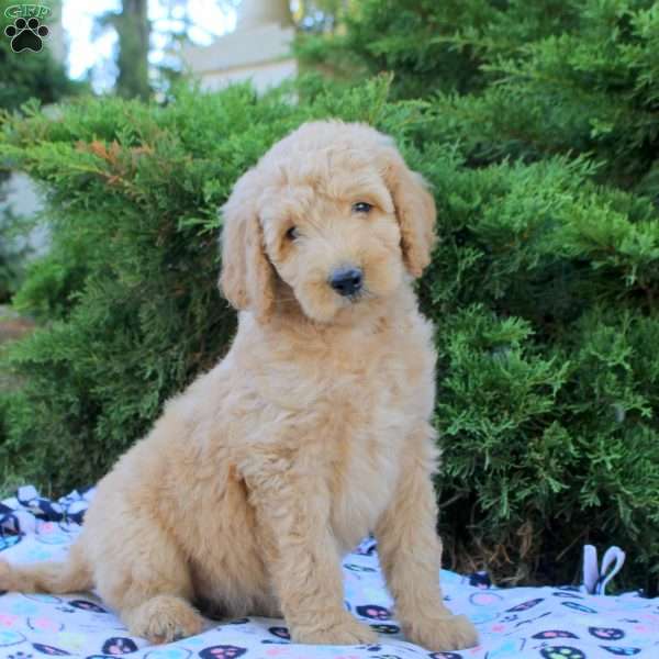 Leah, Goldendoodle Puppy