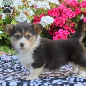 Leah, Pembroke Welsh Corgi Puppy