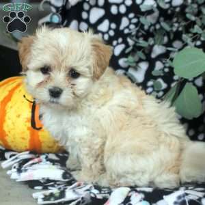 Leah, Havanese Puppy