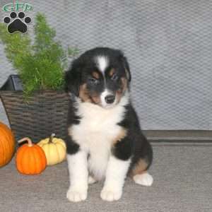 Leah, Australian Shepherd Puppy