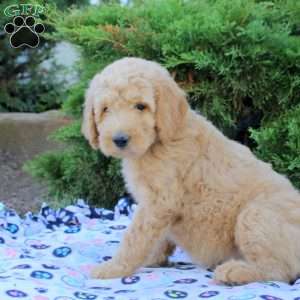 Leah, Goldendoodle Puppy