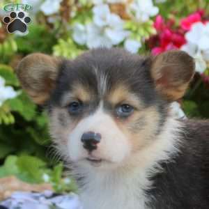 Leah, Pembroke Welsh Corgi Puppy
