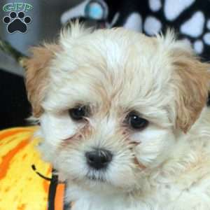 Leah, Havanese Puppy
