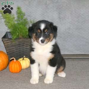 Leah, Australian Shepherd Puppy