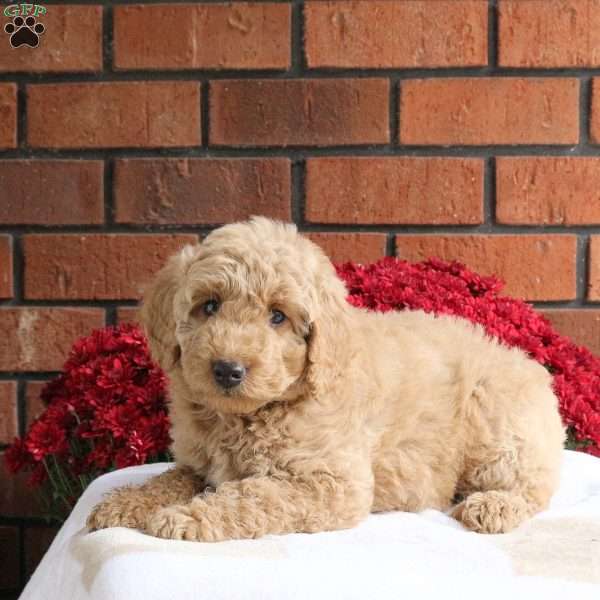 Legend, Miniature Poodle Mix Puppy