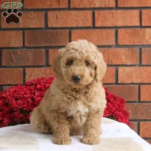 Legend, Miniature Poodle Mix Puppy