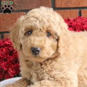 Legend, Miniature Poodle Mix Puppy
