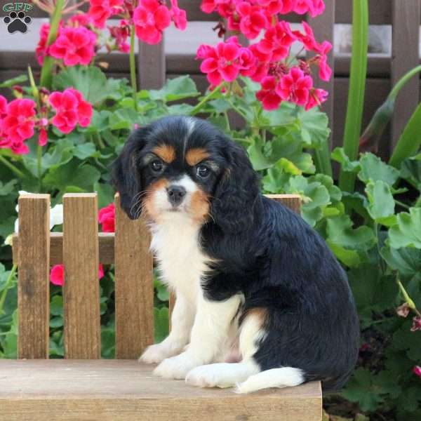 Lennox, Cavalier King Charles Spaniel Puppy