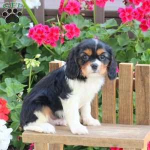 Lennox, Cavalier King Charles Spaniel Puppy