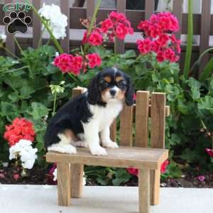 Lennox, Cavalier King Charles Spaniel Puppy