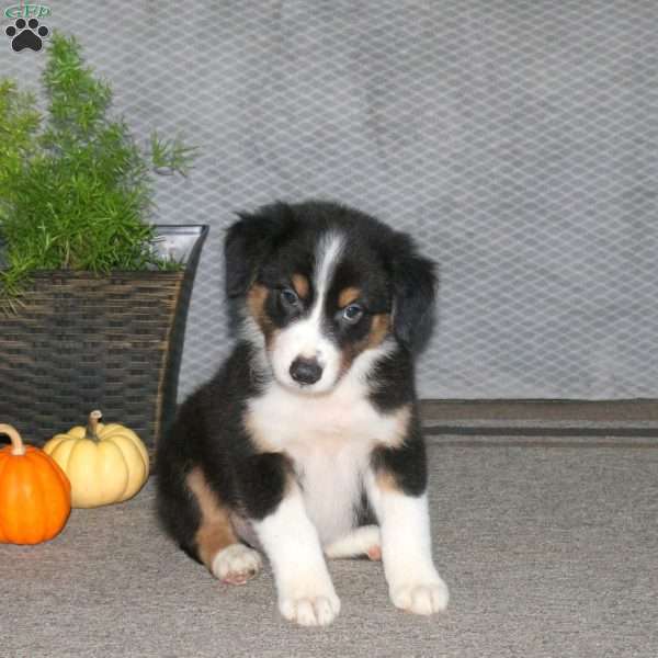 Lenny, Australian Shepherd Puppy