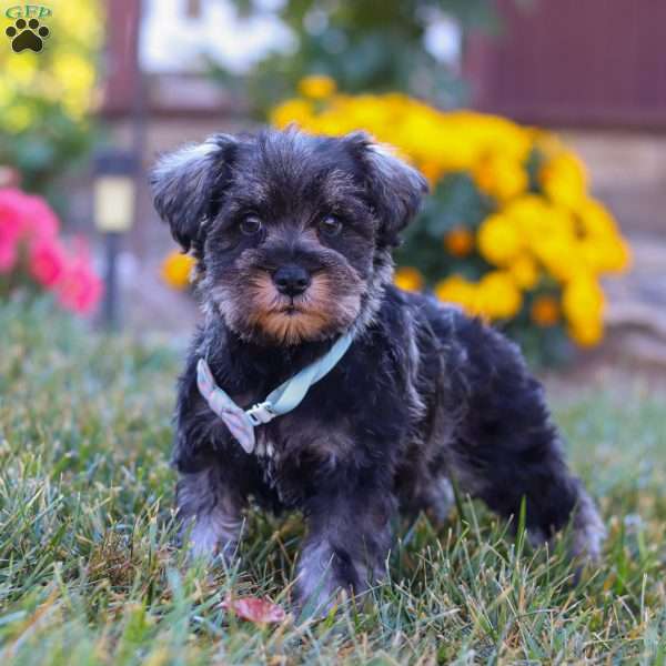 Leo, Miniature Schnauzer Puppy