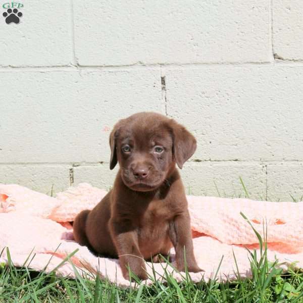 Leo, Chocolate Labrador Retriever Puppy