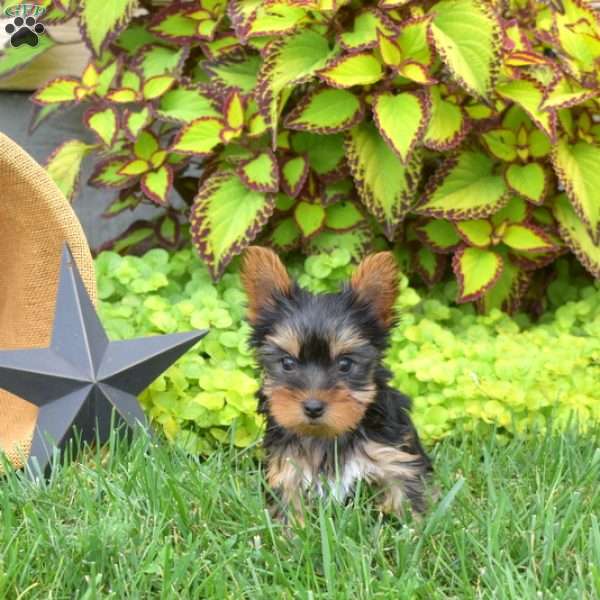 Leo-Teacup, Yorkie Puppy