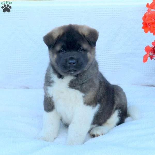 Leo, Akita Puppy