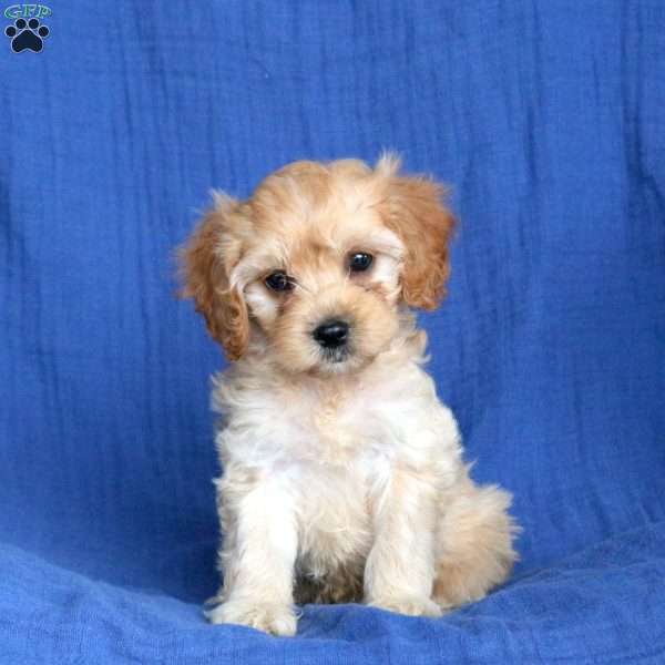 Leo, Cavapoo Puppy