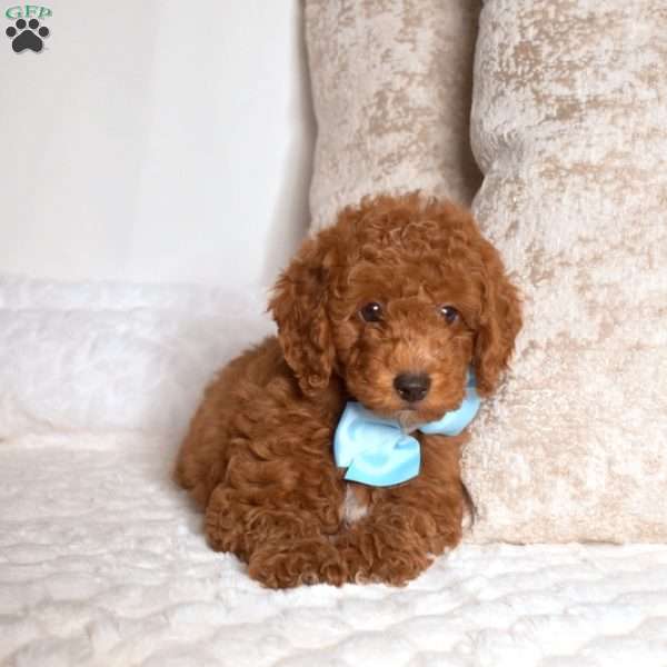 Leo, Miniature Poodle Puppy