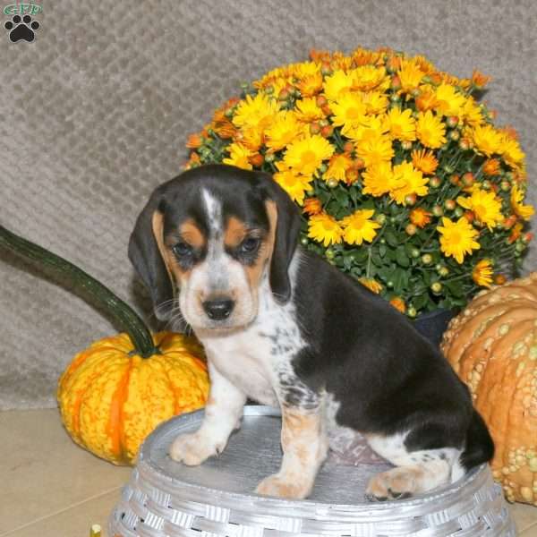Leo, Beagle Puppy