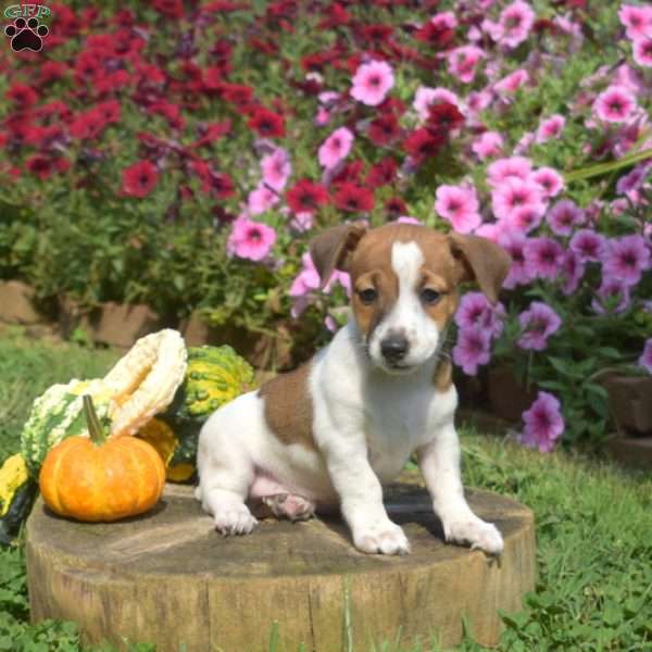 Leo, Jack Russell Terrier Puppy