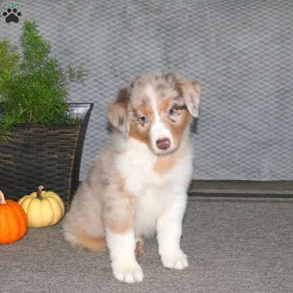 Leo, Australian Shepherd Puppy