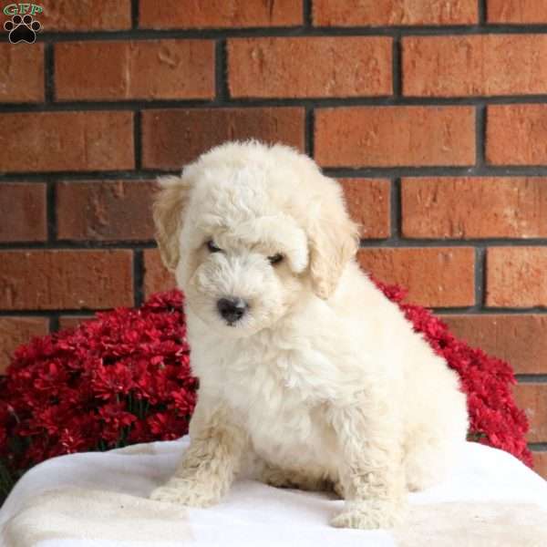 Leo, Miniature Poodle Mix Puppy