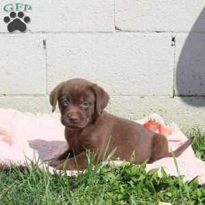 Leo, Chocolate Labrador Retriever Puppy