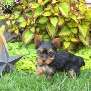 Leo-Teacup, Yorkie Puppy