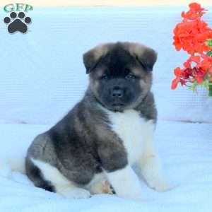 Leo, Akita Puppy