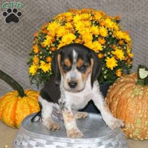 Leo, Beagle Puppy