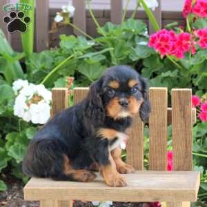 Leo, Cavalier King Charles Spaniel Puppy