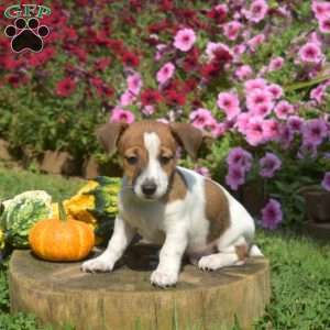 Leo, Jack Russell Terrier Puppy