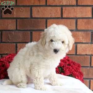 Leo, Miniature Poodle Mix Puppy
