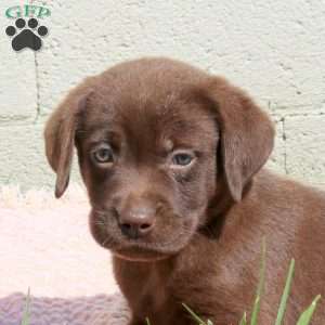 Leo, Chocolate Labrador Retriever Puppy