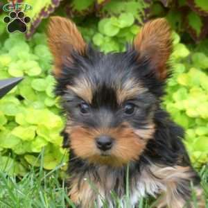 Leo-Teacup, Yorkie Puppy