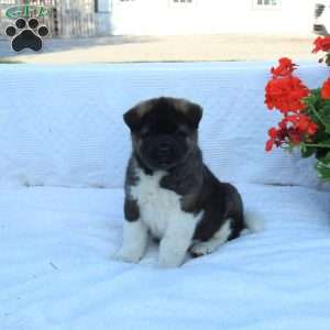 Leo, Akita Puppy