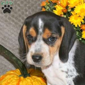 Leo, Beagle Puppy