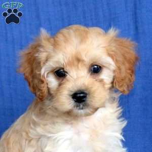 Leo, Cavapoo Puppy