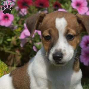 Leo, Jack Russell Terrier Puppy