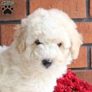 Leo, Miniature Poodle Mix Puppy
