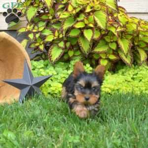 Leo-Teacup, Yorkie Puppy