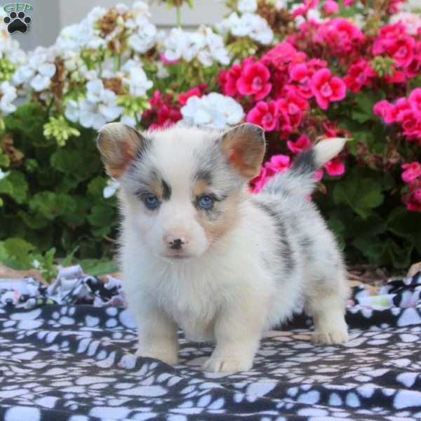 Leon, Pembroke Welsh Corgi Puppy