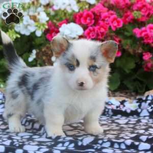 Leon, Pembroke Welsh Corgi Puppy